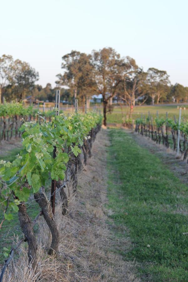 Blueberry Hill Vineyard Stay Rothbury Ngoại thất bức ảnh