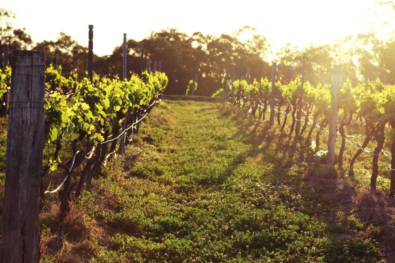 Blueberry Hill Vineyard Stay Rothbury Ngoại thất bức ảnh