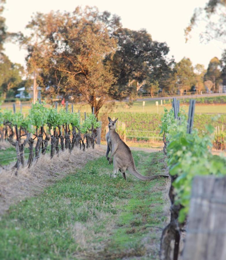 Blueberry Hill Vineyard Stay Rothbury Ngoại thất bức ảnh